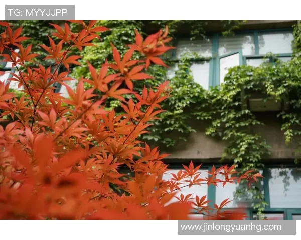 三分球背后的隐秘世界：十大你不知道的冷知识揭秘